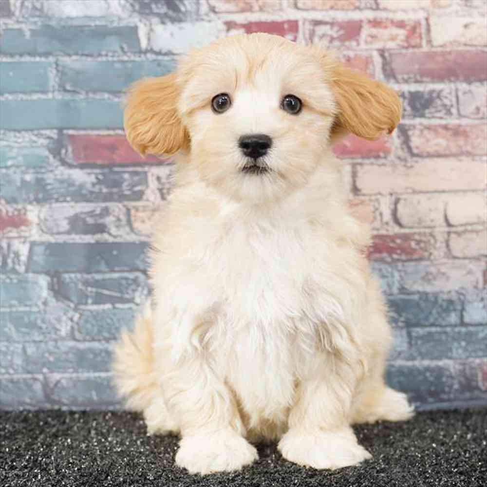 pet breed image