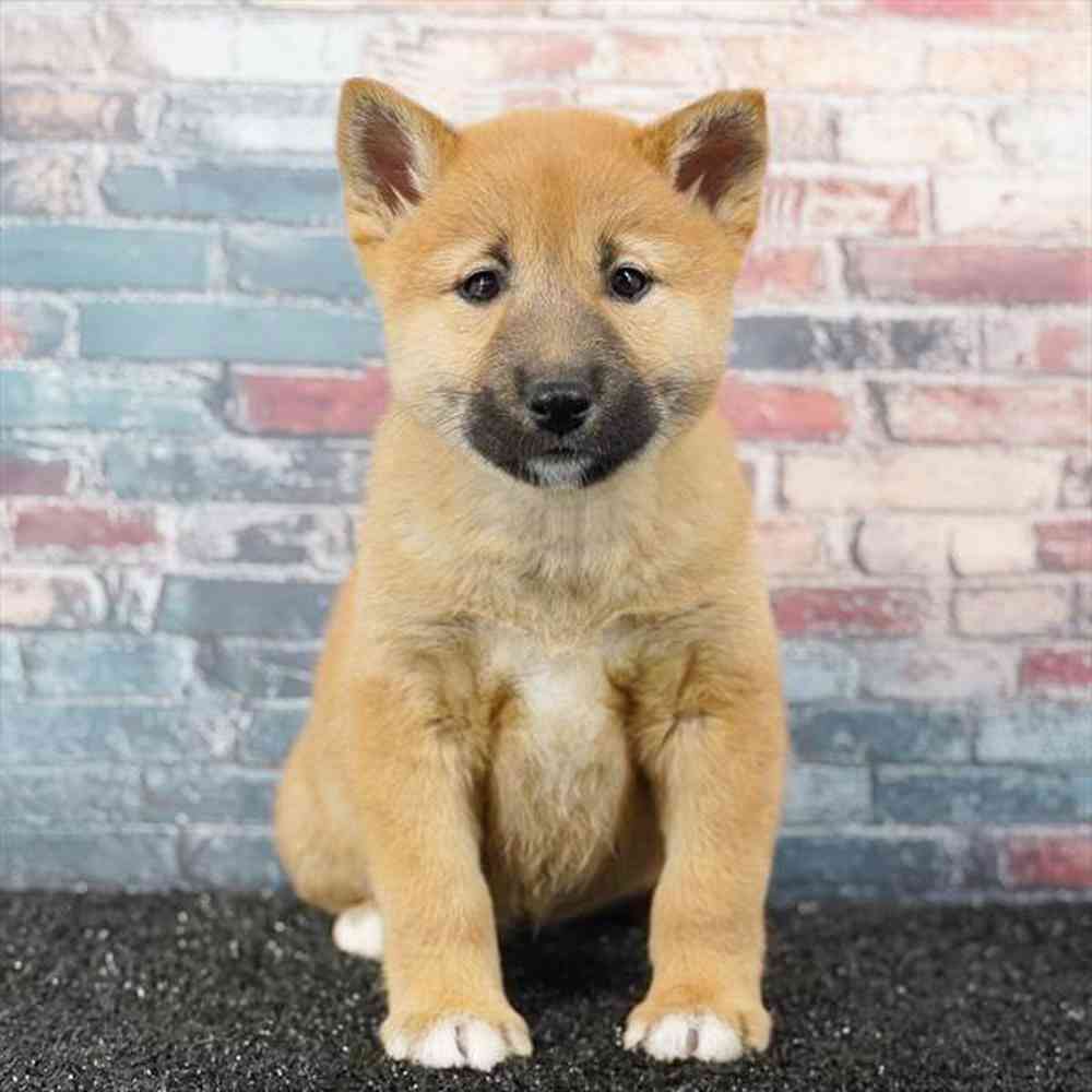 Image of a pet breed in the gallery
