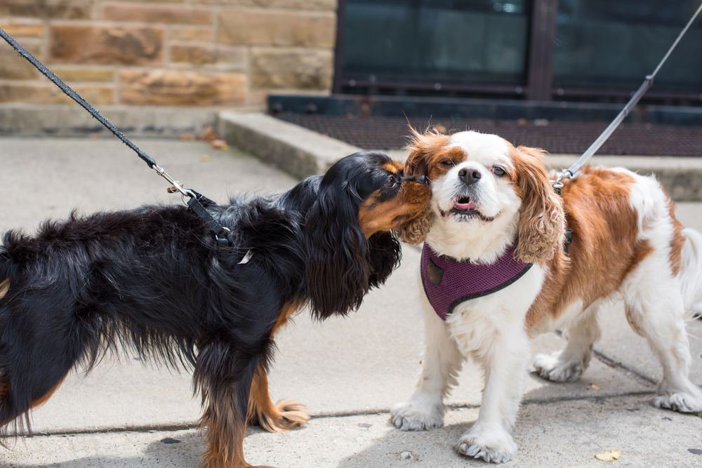 Two cocker spaniel dogs.
