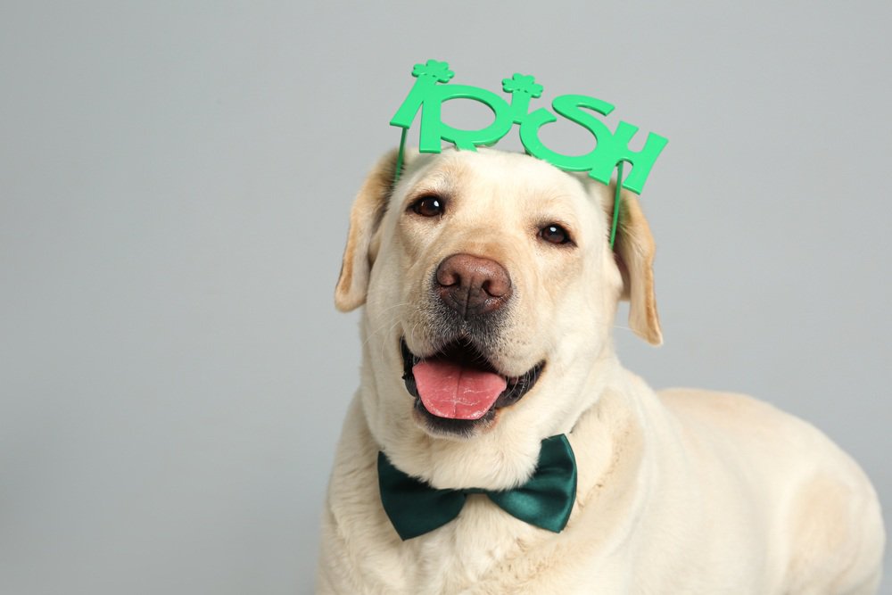 A labrador retriever wearing a green bowtie.
